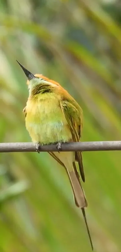 Vibrant bird perched on a branch, nature wallpaper.