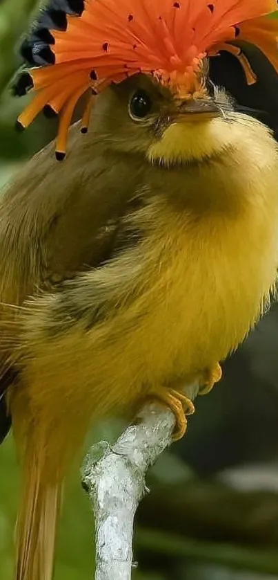 Vibrant bird with orange crown on a branch.