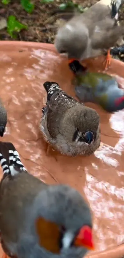 Small birds gather around a clay dish with water.