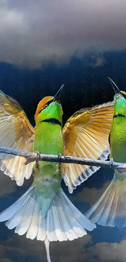 Two colorful birds in flight against a dramatic sky background.