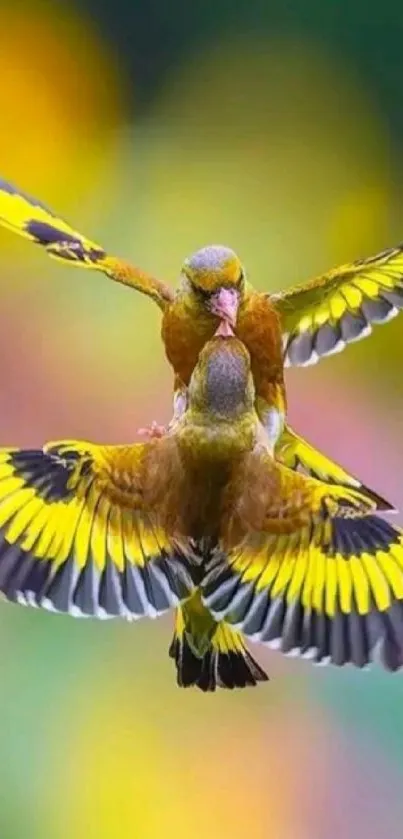 Two vibrant yellow and green birds flying against a blurred colorful background.