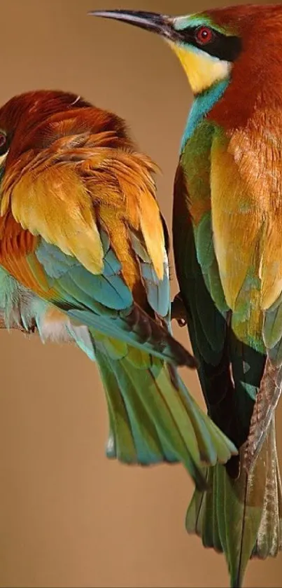 Colorful birds perched on a branch with a brown background.