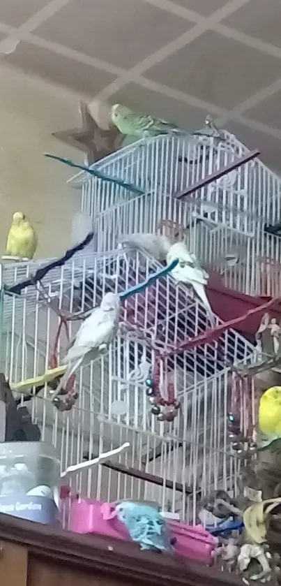 Colorful birds perched on a cage with a soft beige background.