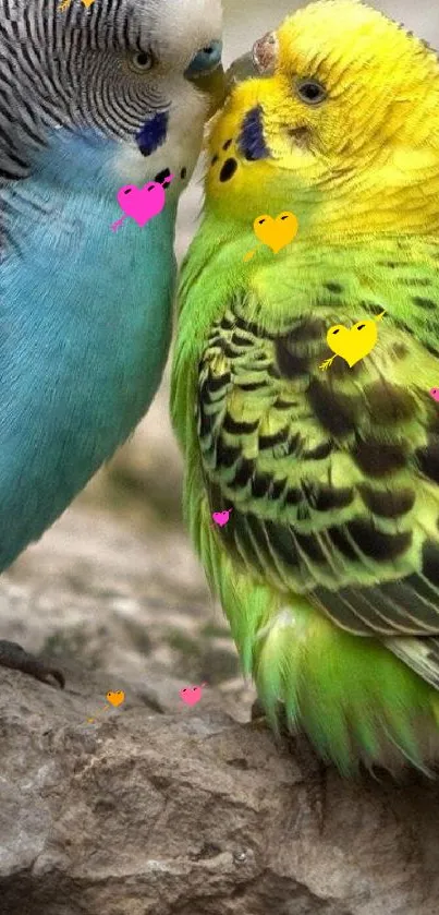 Pair of vibrant budgies on rocky surface, perfect nature wallpaper.