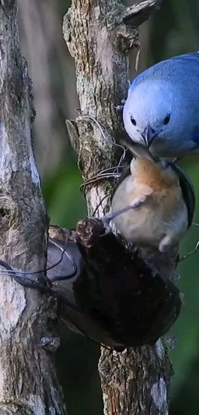 Two colorful birds perched on a tree branch in a natural setting.