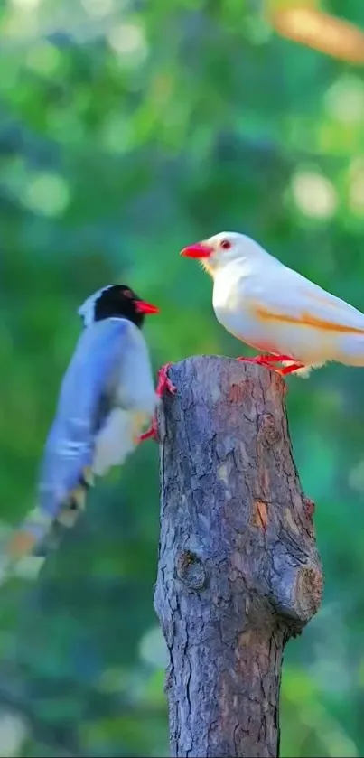 Two colorful birds perched on a tree stump with a green background.