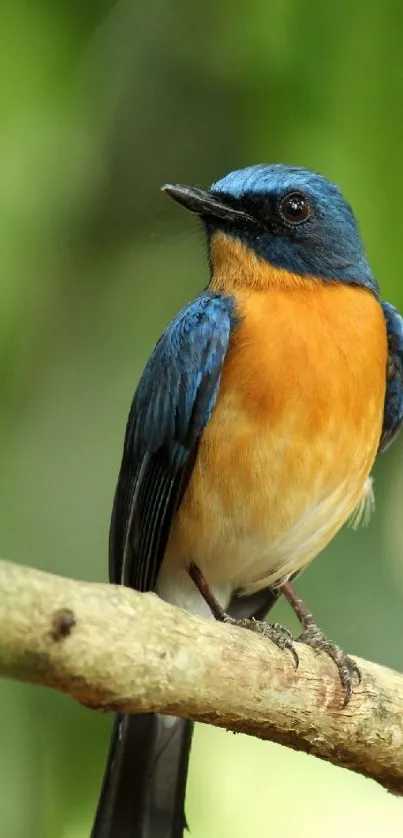 Vibrant blue and orange bird perched on a branch in nature.