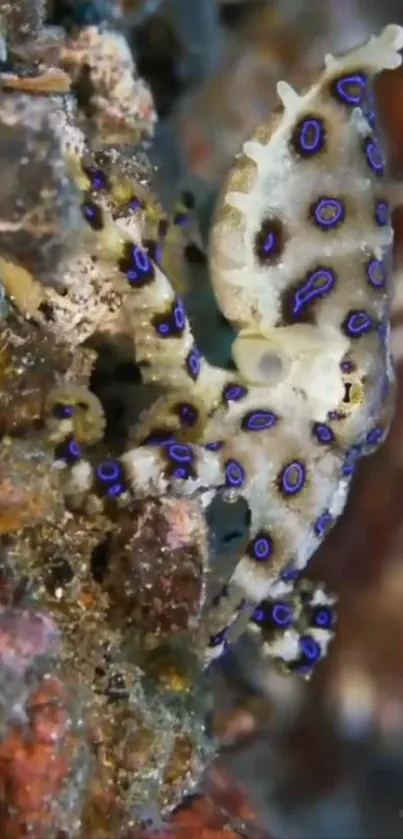 Blue-ringed octopus with vibrant colors underwater.