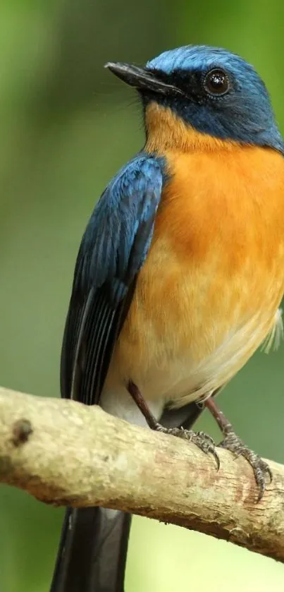 Blue and orange bird perched against green backdrop.