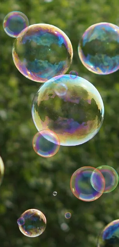 Colorful bubbles floating over a green natural background.