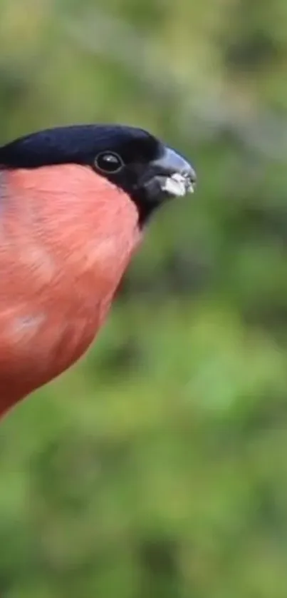 Bullfinch perched with green nature background.