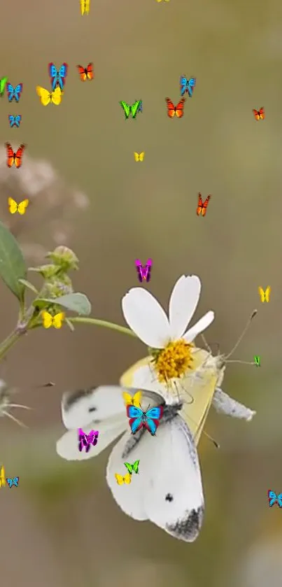 Colorful butterflies resting on a white flower in nature-themed wallpaper.