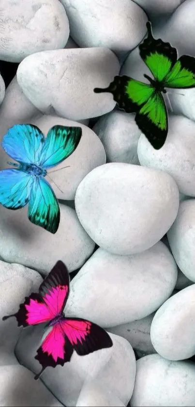 Three colorful butterflies on white pebbles.