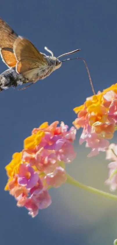 Butterfly hovering over colorful flowers with blue sky background.