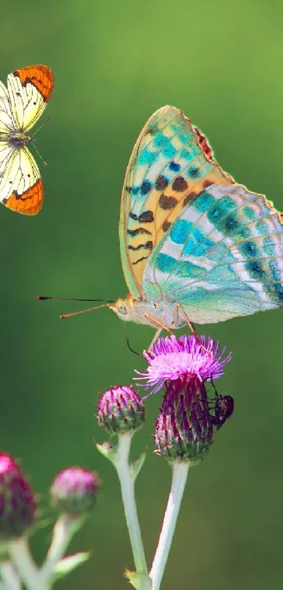 Vibrant butterflies on purple flowers with a green background wallpaper.