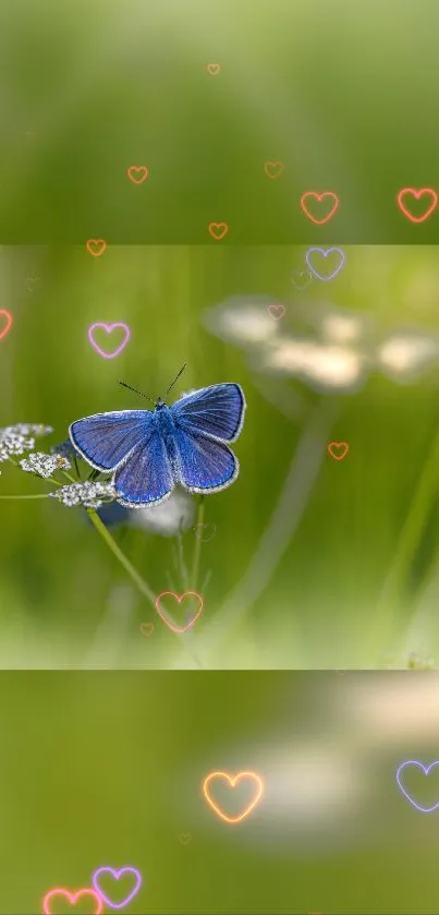 Blue butterfly on a green meadow with heart shapes floating around.