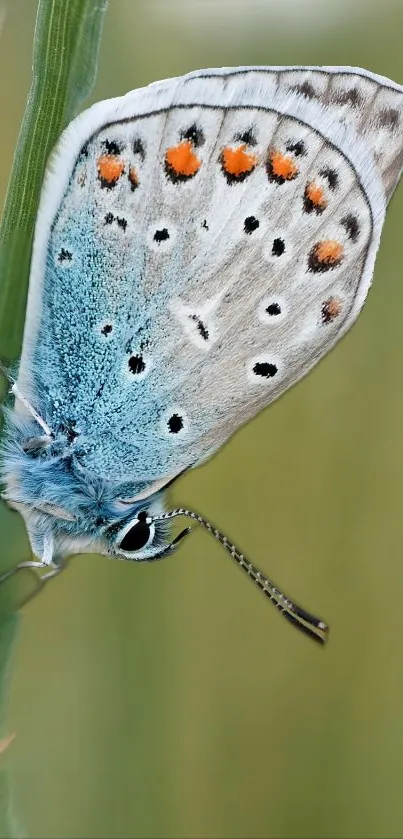 Close-up of a colorful butterfly with blue and orange patterns.