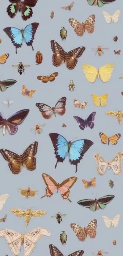 Mobile wallpaper with colorful butterflies on a light blue background.