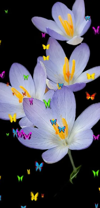 Purple flowers and butterflies on black background.