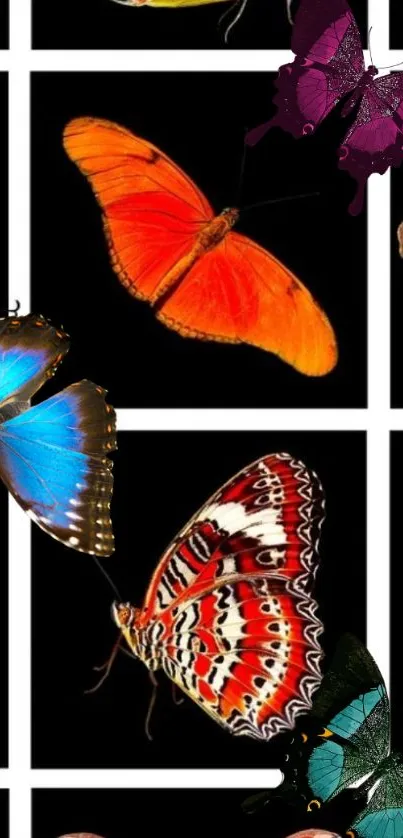 Colorful butterflies on a black grid wallpaper design.