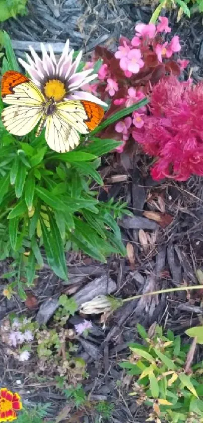 Butterfly resting on vibrant garden flowers.