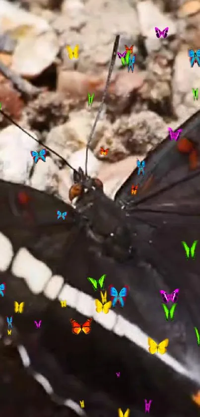 Close-up of a black butterfly with colorful miniature butterflies.