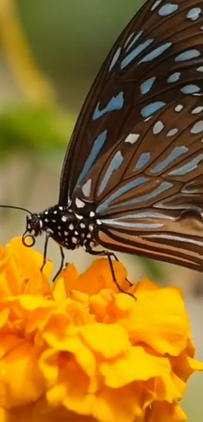 Beautiful butterfly on a vivid yellow flower, showcasing nature's vibrant hues.