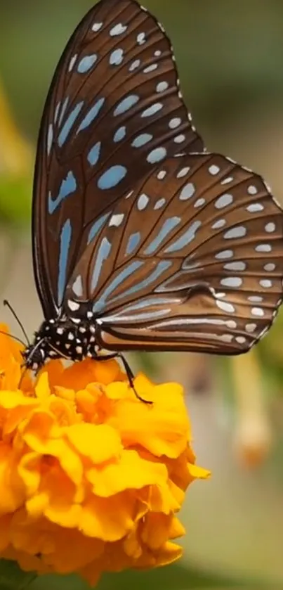 A vibrant butterfly with colorful wings perched on a bright yellow flower.