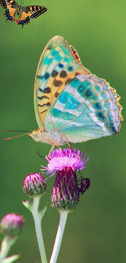 Colorful butterfly rests on purple flower, green background.