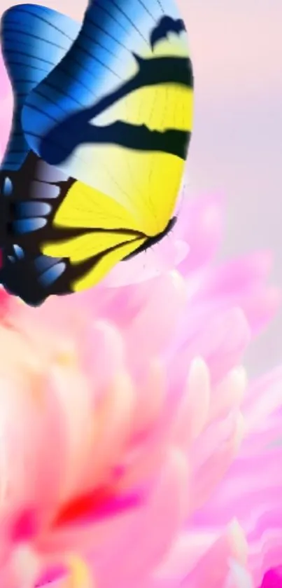 Vibrant butterfly on pink flower background wallpaper.