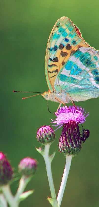 Colorful butterfly on purple flowers with green background.