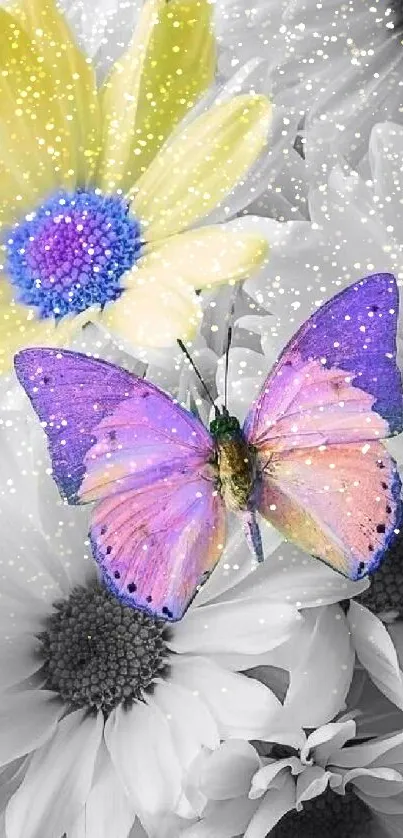 Purple butterfly on black and white daisy flowers wallpaper.