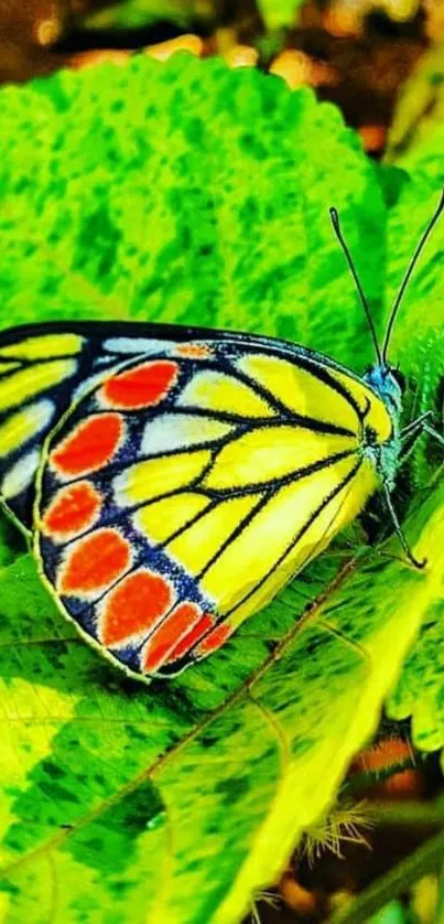 Vibrant butterfly on green leaf background wallpaper.