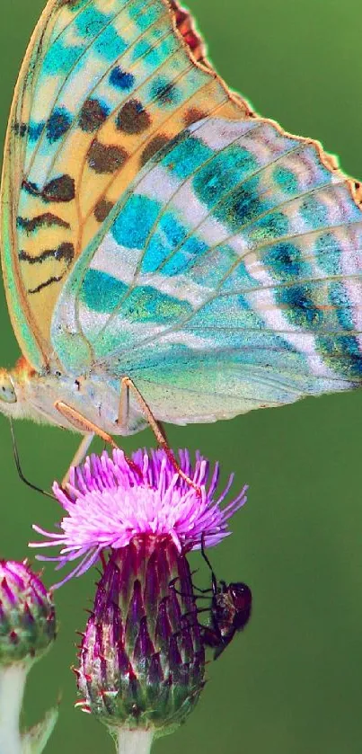 A colorful butterfly rests on a purple thistle against a green background.