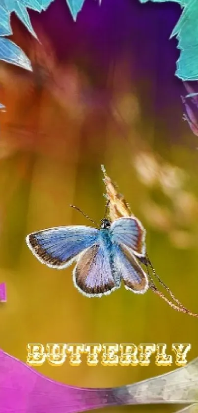 Vibrant butterfly wallpaper with colorful background for mobile devices.