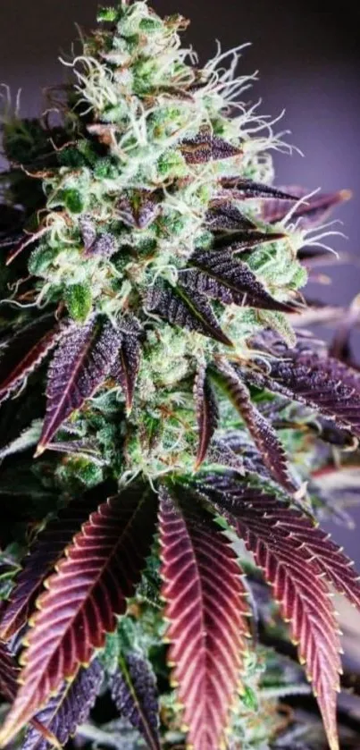 Close-up of a purple cannabis leaf with vibrant textures.