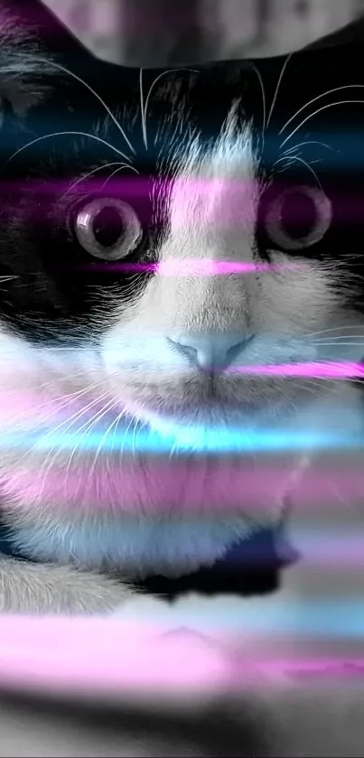 Abstract black and white cat with pink and blue streaks mobile wallpaper.