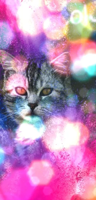 Wallpaper of a cat with colorful bokeh effects and artistic style.