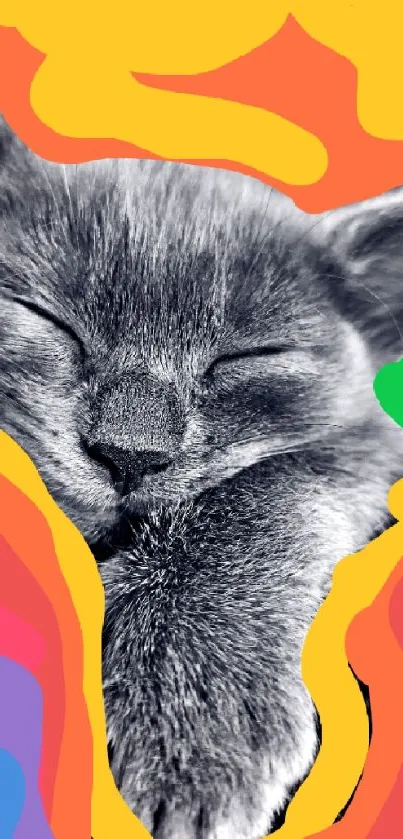 Colorful abstract wallpaper with a sleeping cat at the center.