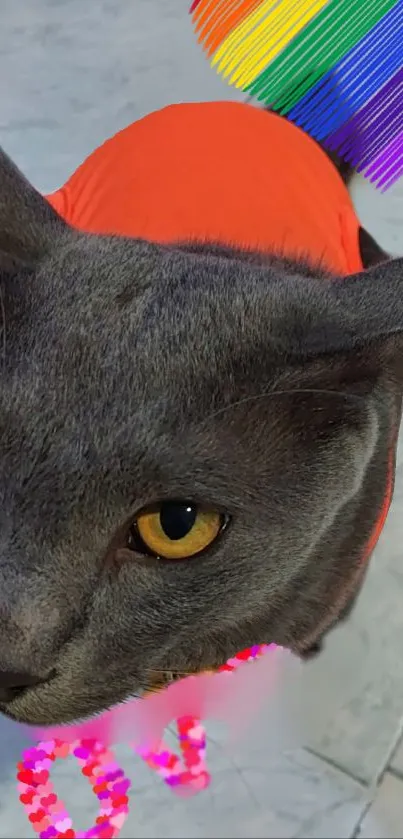 Gray cat in red shirt with rainbow heart background.