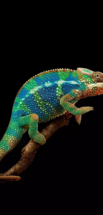 Vibrant chameleon on branch with black background.