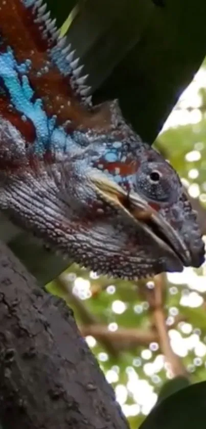 Colorful chameleon on a tree branch with green leaves in the background.