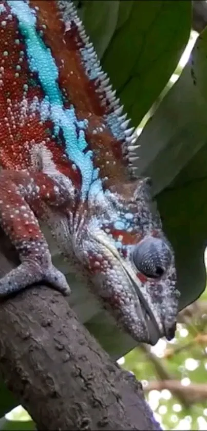 Colorful chameleon on a branch with green leaf background.