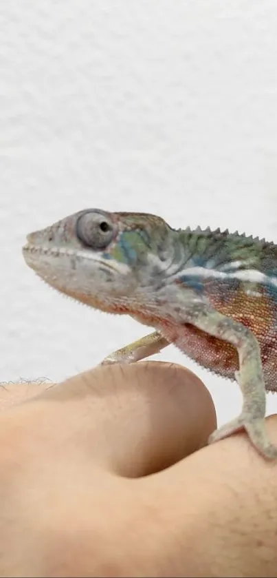 Colorful chameleon resting on a hand against a white background.