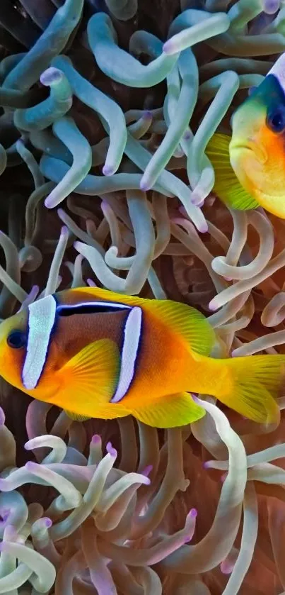 Vibrant clownfish swimming in coral maze.