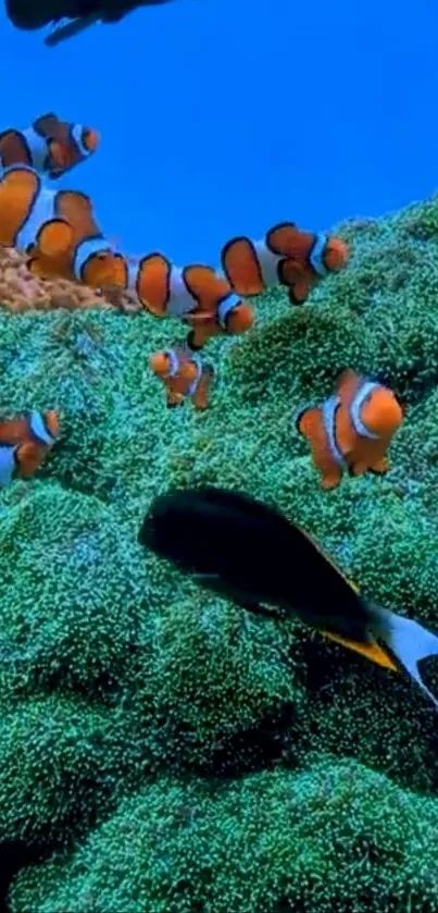 Vibrant underwater scene with clownfish and coral.