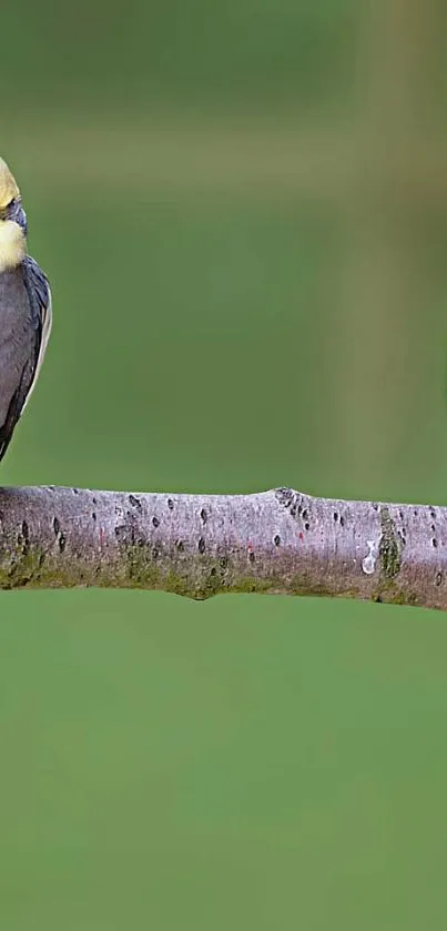 Vibrant cockatiels perched on a branch with a green background.