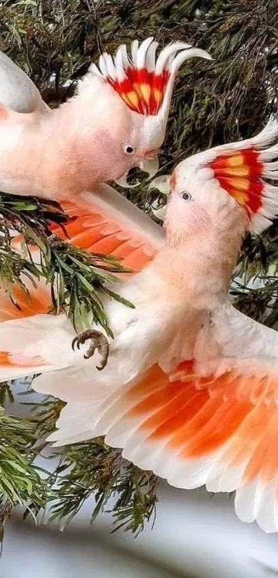 Two vibrant cockatoos flying through lush green branches.