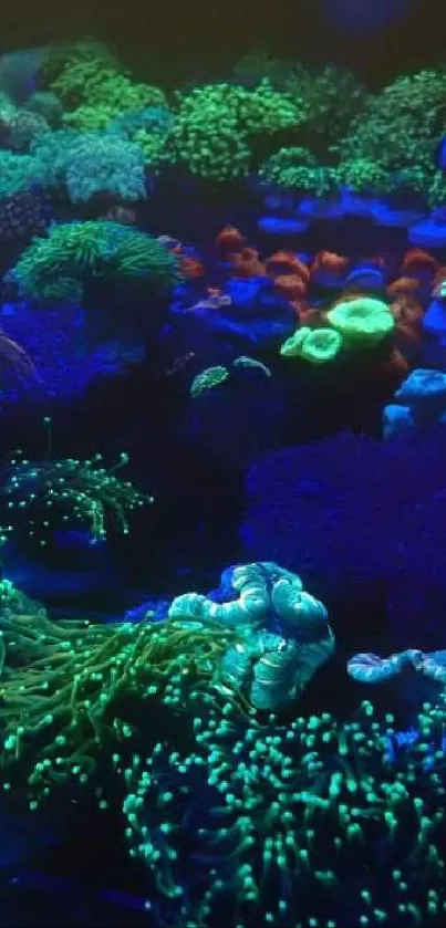 Vibrant and colorful coral reef wallpaper rich in blue and green tones.