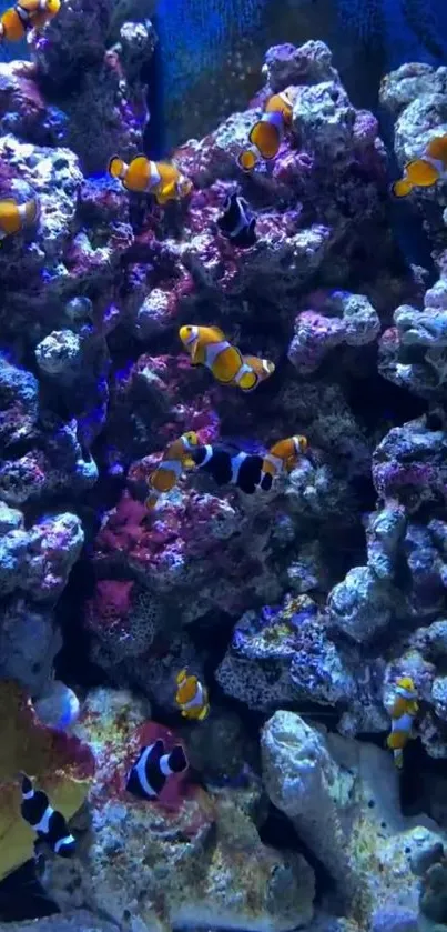 Vibrant clownfish swim among colorful coral in an underwater ocean scene.